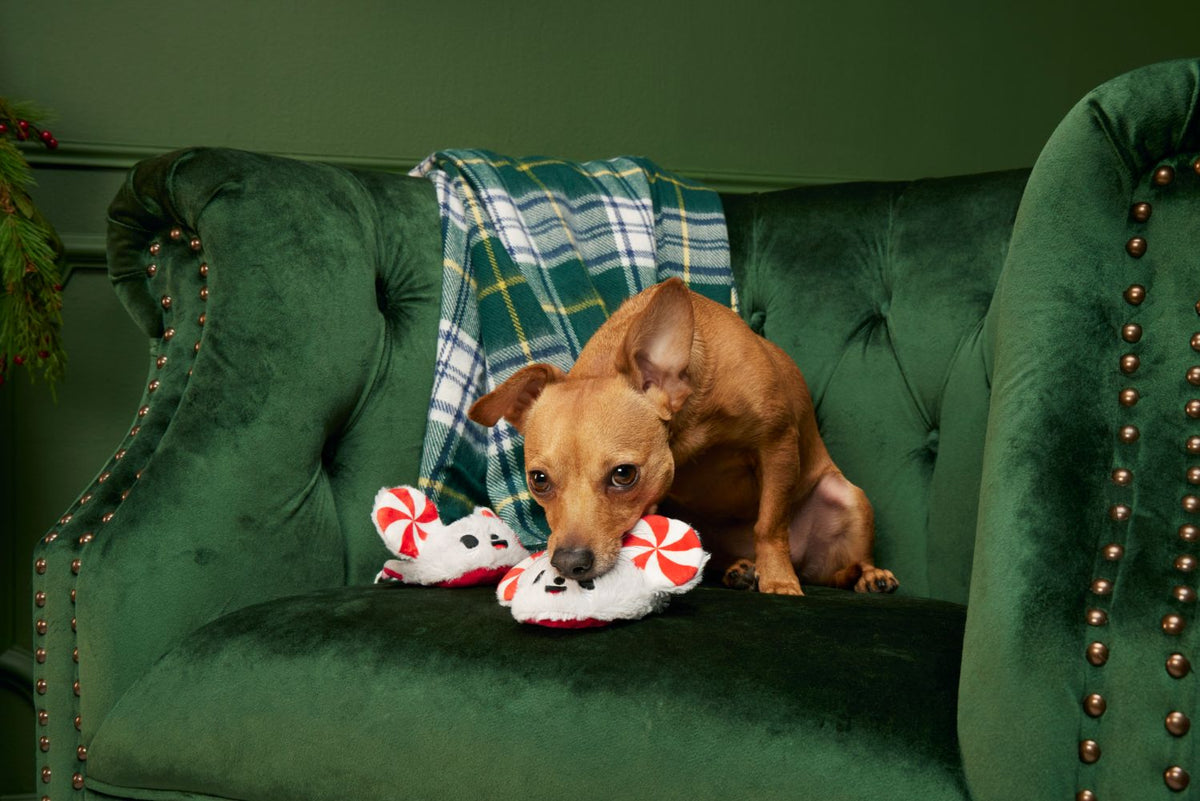 BARK Peppermice Slippies Plush Dog Toy XS